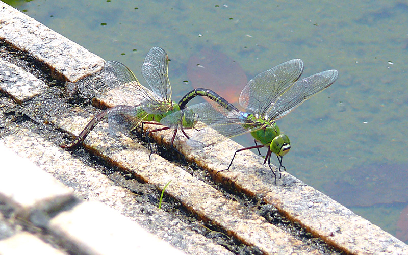 �Y�����̃M�������}