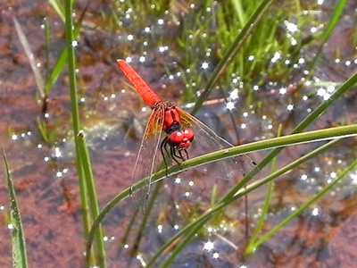 �n�b�`���E�g���{��