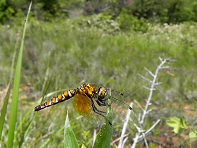 �n�b�`���E�g���{��