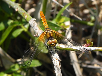 �n�b�`���E�g���{��