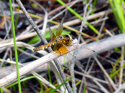 �n�b�`���E�g���{��