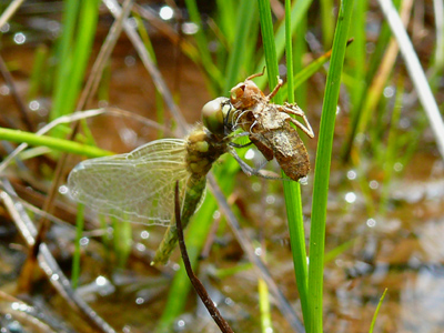 �H�����̃n�b�`���E�g���{��