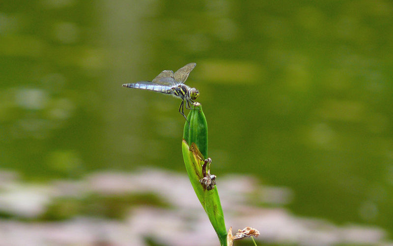 �R�t�L�g���{��