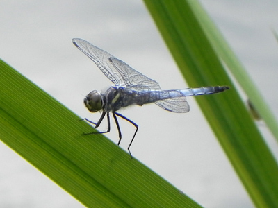 �R�t�L�g���{��