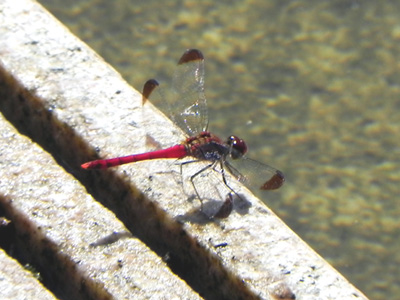 �R�m�V���g���{��