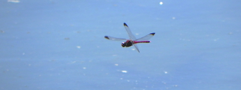 �R�m�V���g���{��