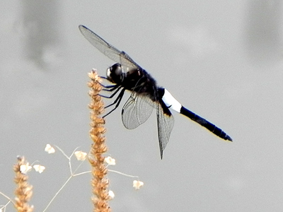 �R�V�A�L�g���{��