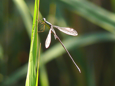 �I�I�A�I�C�g�g���{��