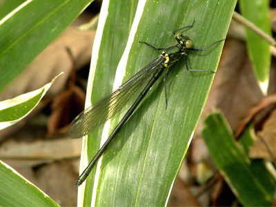 �A�T�q�i�J���g���{��