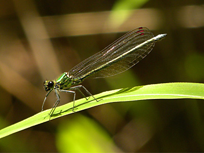 �A�T�q�i�J���g���{��