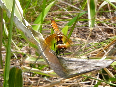 �n�b�`���E�g���{��