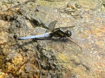 �V�I���g���{��