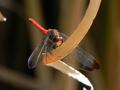 ���X�A�J�l��