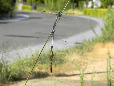 �V�I�J���g���{3�A��