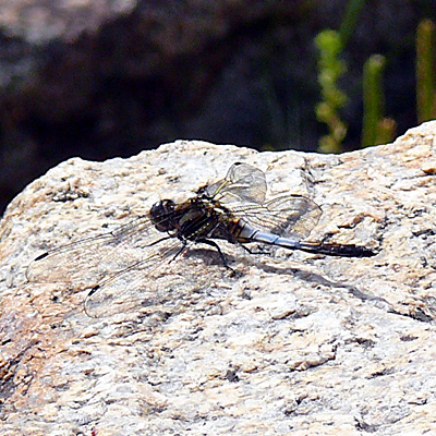 �V�I�J���g���{��