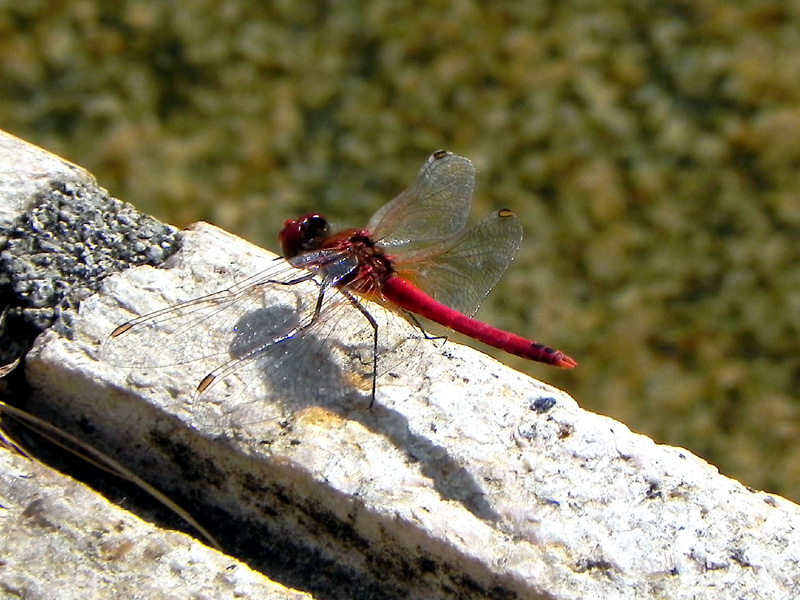 �X�i�A�J�l��