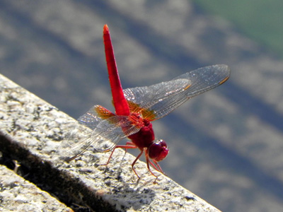 �V���E�W���E�g���{��