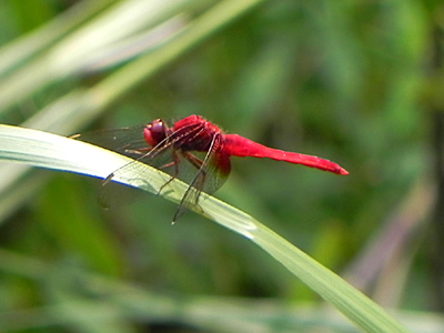 �V���E�W���E�g���{��