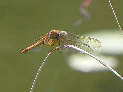 �V���E�W���E�g���{��