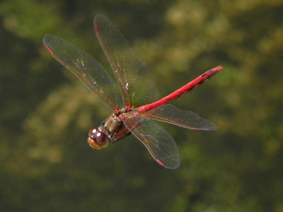 �^�C���N�A�J�l�̔���