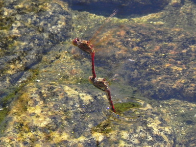 �^�C���N�A�J�l�̎Y��