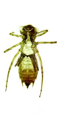 �^�C���N�A�J�l�H���k