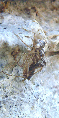 �^�C���N�A�J�l�H���k