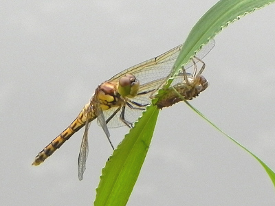 �^�C���N�A�J�l��