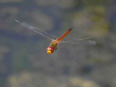 �E�X�o�L�g���{�̔���