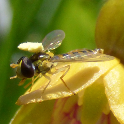 �J�L�����̉ԕ��������A�u