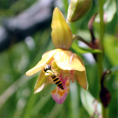 �J�L�����̉ԂƃA�u