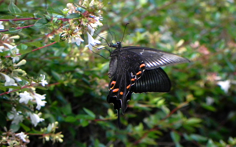 �J���X�A�Q�n