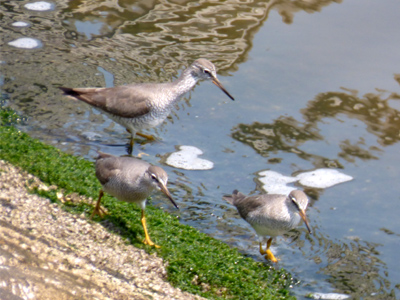 �L�A�V�V�M