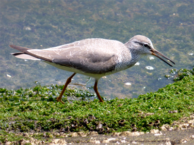 �L�A�V�V�M