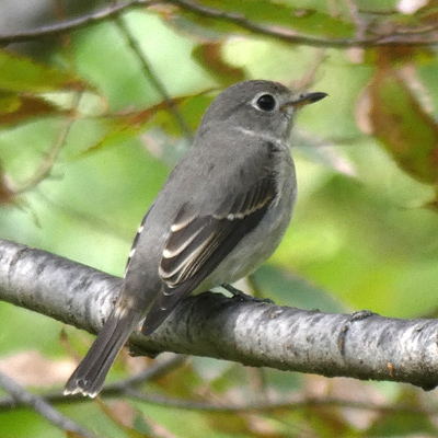 �R�T���r�^�L