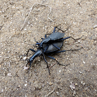 �}�C�}�C�J�u��