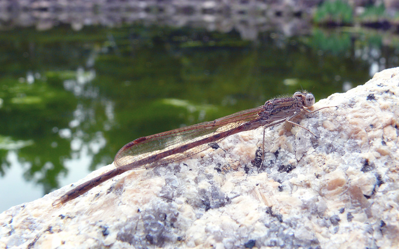 �I�c�l���g���{��