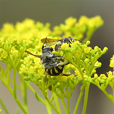 �g�����n�i�o�`