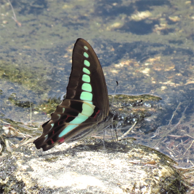 �A�I�X�W�A�Q�n