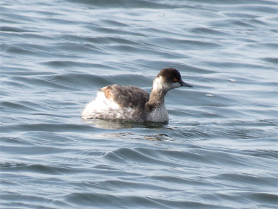 �n�W���J�C�c�u��