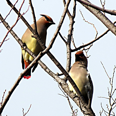 �q�����W���N