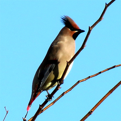 �q�����W���N