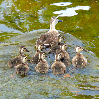 �J���K���e�q