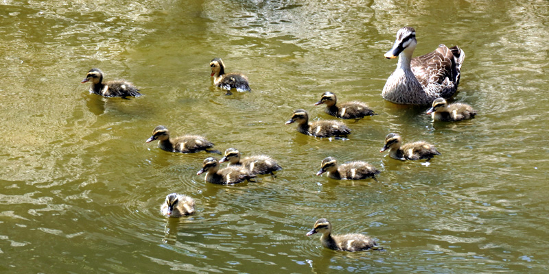 �J���K���e�q