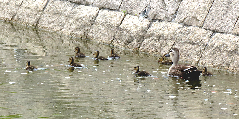 �J���K���e�q