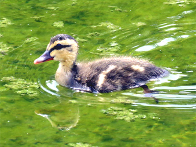 �J���K���̎q����