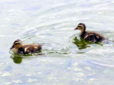 �J���K���̎q