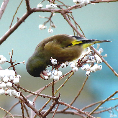 �J�����q��