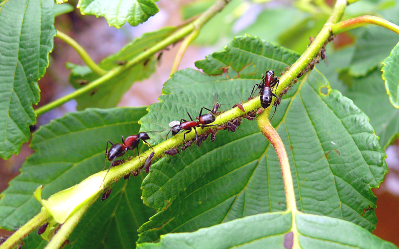 ���l�A�J�I�I�A��