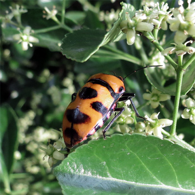 �I�I�L���J�����V